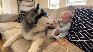 Adorable Baby Touches Dog For The First Time! He's So Confused! (Cutest Ever!!)