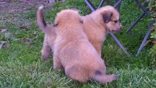 PuppyFinder.com : Just figuring out the pecking order!