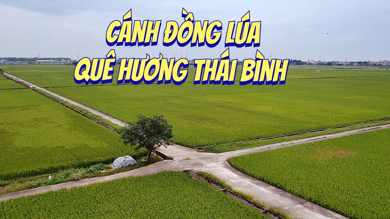 Cánh Đồng Lúa Quê Hương Thái Bình qua góc nhìn Flycam - YouTube