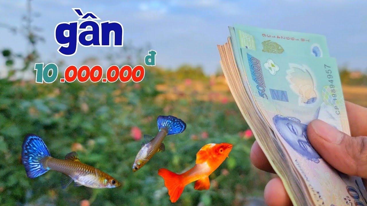 Giật Mình Cá Xỉu Hết Vì Quá Lạnh - Mua Cây Sưởi Nước Và Món Quà Lớn Từ Mỹ Gửi Về / Quế Nghịch