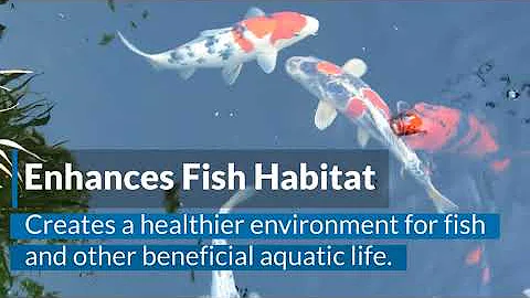 Benefits of Pond Aeration