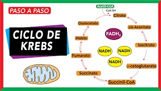 Ciclo de Krebs: Reacciones, regulación y papel en enfermedad [COMPLETO]