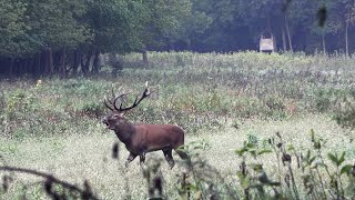 Rothirschbrunft | Pirschjagd mit Sauen im Anblick- Jagdkrone