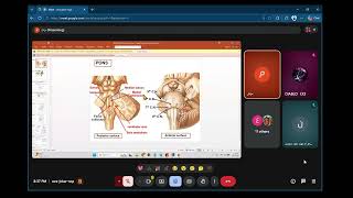 Brain stem Part 2: Pons