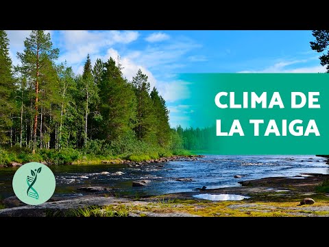 Video: ¿Cuál es la precipitación del bioma de la taiga?