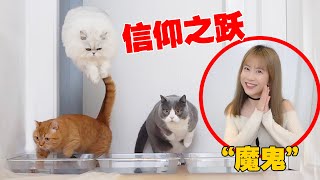 【喵来啦】把猫逼到无路可走，它会怎么办？