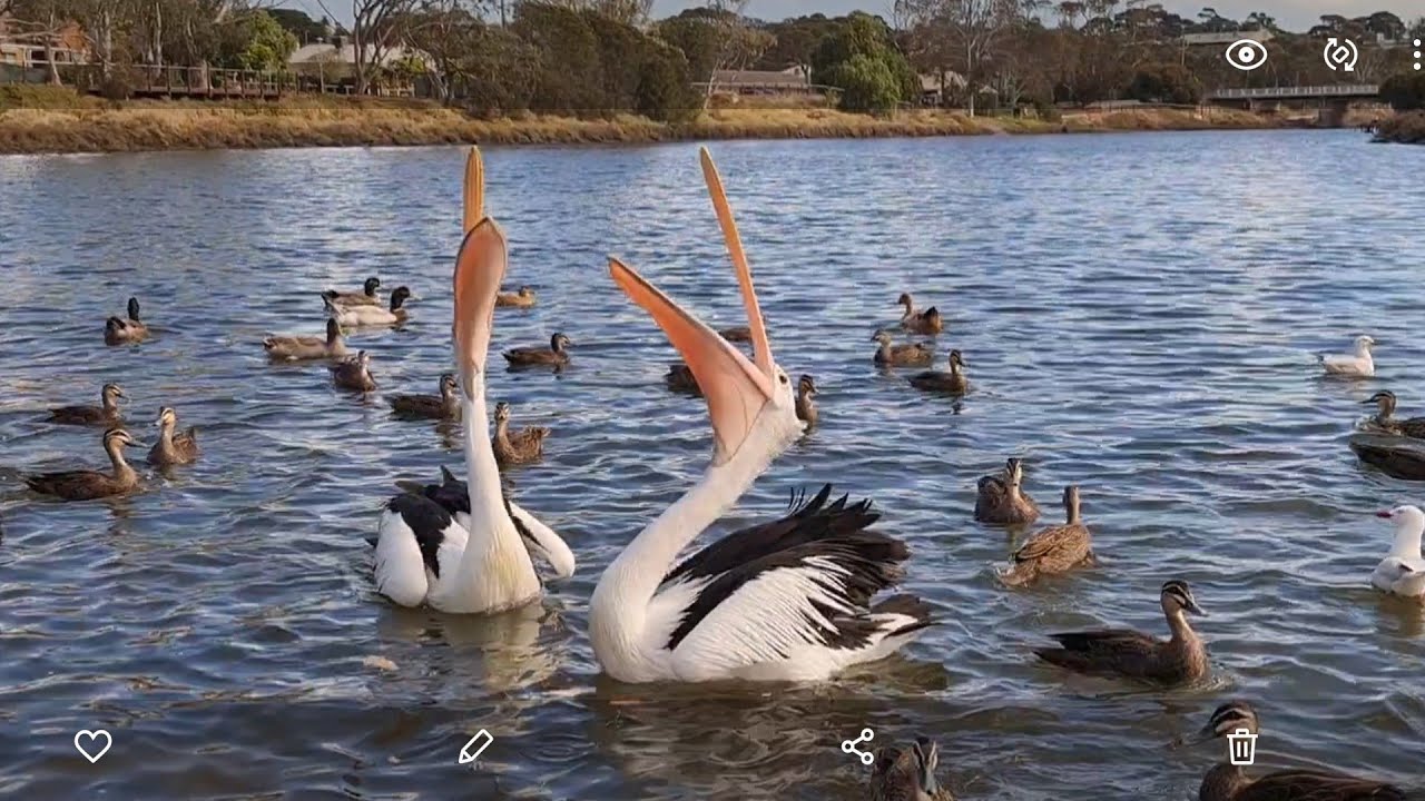 Feeding Pelicans.🦤🦤
