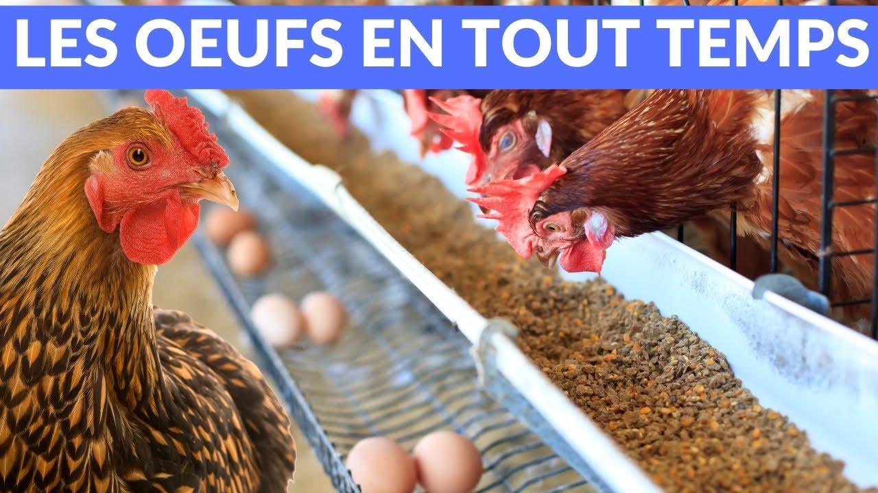 HÜHNER Land - Complément Alimentaire Eier-Fit Pour Poules Pondeuses 500g - Stimule La Ponte Et La Qualité Des œufs