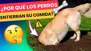 ¿Por qué los cachorros entierran la cabeza?