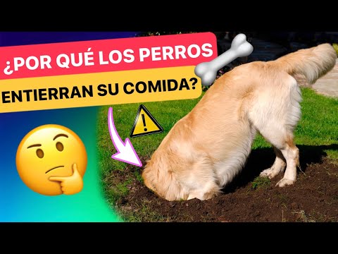 Video: ¡Ayuda! Mi perro guarda su comida