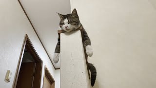 音楽にあわせてお手手をクネクネさせる猫がかわいすぎた