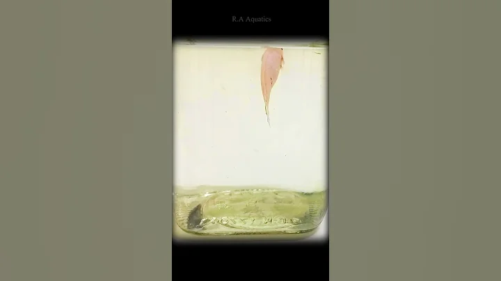 Watch the video about Female Siamese Fighter Fish | Female Betta Fish | #shorts