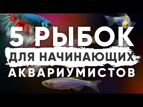 Неприхотливые аквариумные рыбки для начинающих. Мой Топ-5