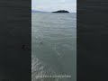 FLORIANÓPOLIS SC #dronevideo  #floripa