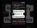 The Chemical Blast: Respiratory Burst in Phagocytosis
