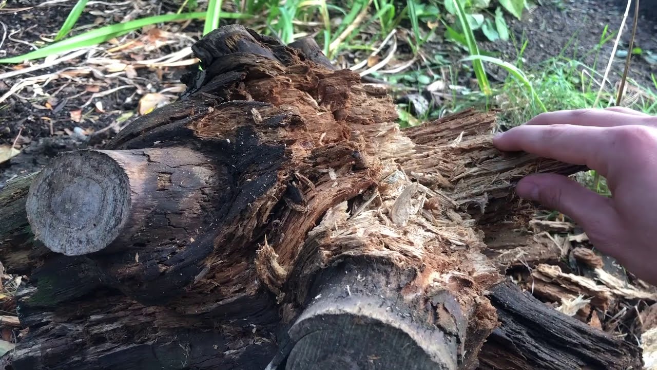 Gardener Karl_Gr 2_Life in a Rotting Log #1 (G&P)