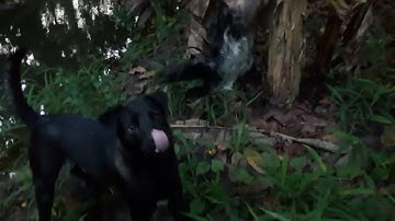 22\Cắm câu đêm, chó lu bắt được chim | Săn bắt SÓC TRĂNG |