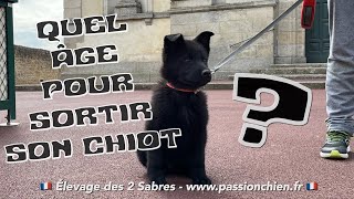 Pourquoi sortir son chiot avant l’âge des 3 mois et le rappel de vaccins ?