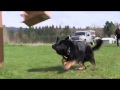 Kraftwerk K9 German Shepherd Protection Dog Guard