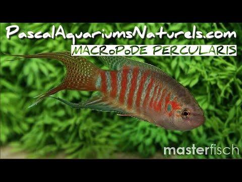 Vidéo: Élevage de poisson paradis