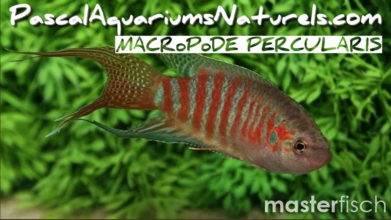 Poissons de paradis (macropodes opercularis) MasterFisch - Pascal Aquariums Naturels