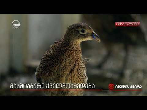 მასშტაბური ქველმოქმედება