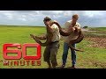 Rare and engangered four metre long anaconda that weighs more than 60 kilos | 60 Minutes Australia