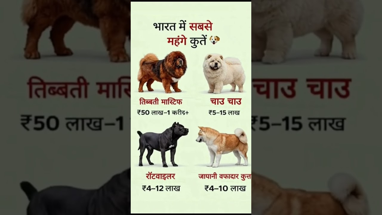 India’s Most Expensive Dog Breeds 🐶 |Shocking Dog Prices in India GK Shorts 
