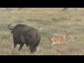 Lions vs Buffalo; Tanzania Safari highlights Mp3 Song