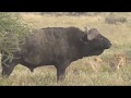 Lions vs Buffalo; Tanzania Safari highlights - YouTube