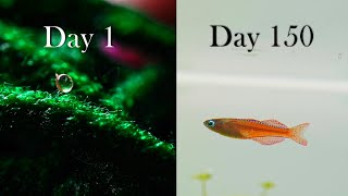 These fish were easier to breed than I expected!