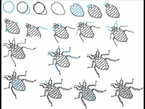 How To Draw A Bed Bug Step By Step Drawing Tutorial - YouTube