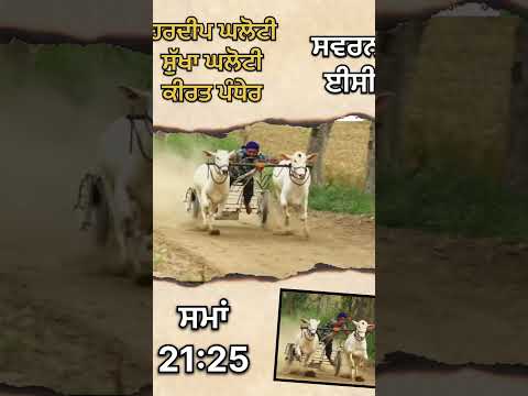 OX Races | Malwa Tv | Khalsa Tv Ox Race live today | Bullcart Races |
