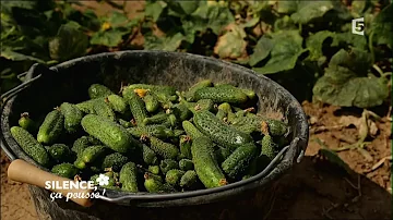 Comment est produit le cornichon ?