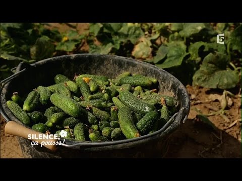 Vidéo: Cornichons Traditionnels