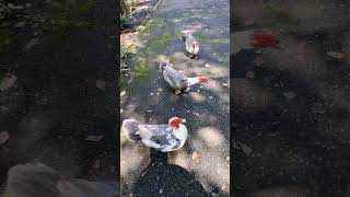 A bunch of ducks , glad that someone is there to visit them in Philadelphia tennessee