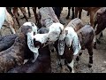 Ajmer bakra Mandi live updet ajmer goat Market cover with Price 1 September 2020