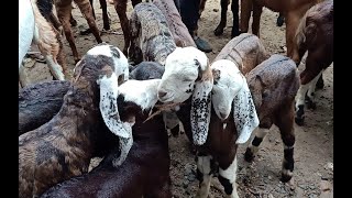 Ajmer bakra Mandi live updet ajmer goat Market cover with Price 1 September 2020