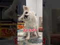 チワワにちょっかい出しちゃう 第二弾#あるある #犬のいる生活