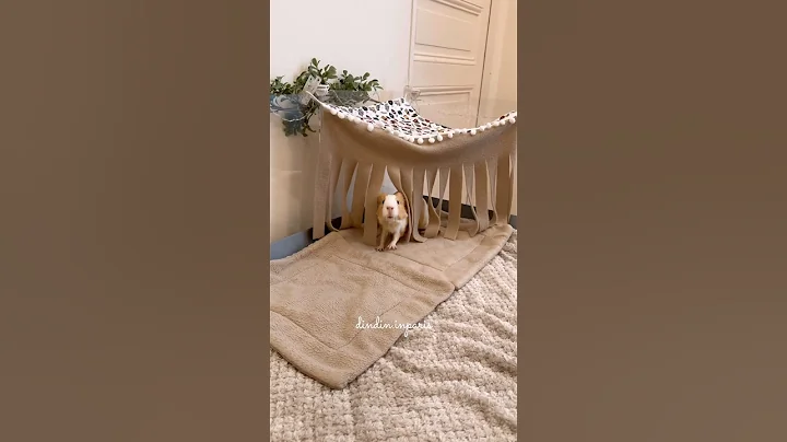 She needs to check everything #guineapig #cute #animallover #animalshorts #cuteanimals #funnyshorts