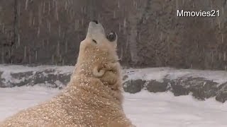 Polar Bear love the snow~雪の粒が降ってきた♪口を開けるマルル