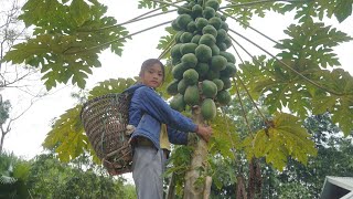 Poor girl. Harvesting papaya and wild flowers, green vegetables to sell