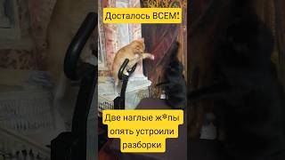 Досталось всем! #говорящийкот #рыжийкот #кот #котперсик #рыжик #котик #чёрныйкот #глинка #еда #котэ