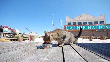 Catnip Nation | Official Trailer | BayView Documentaries