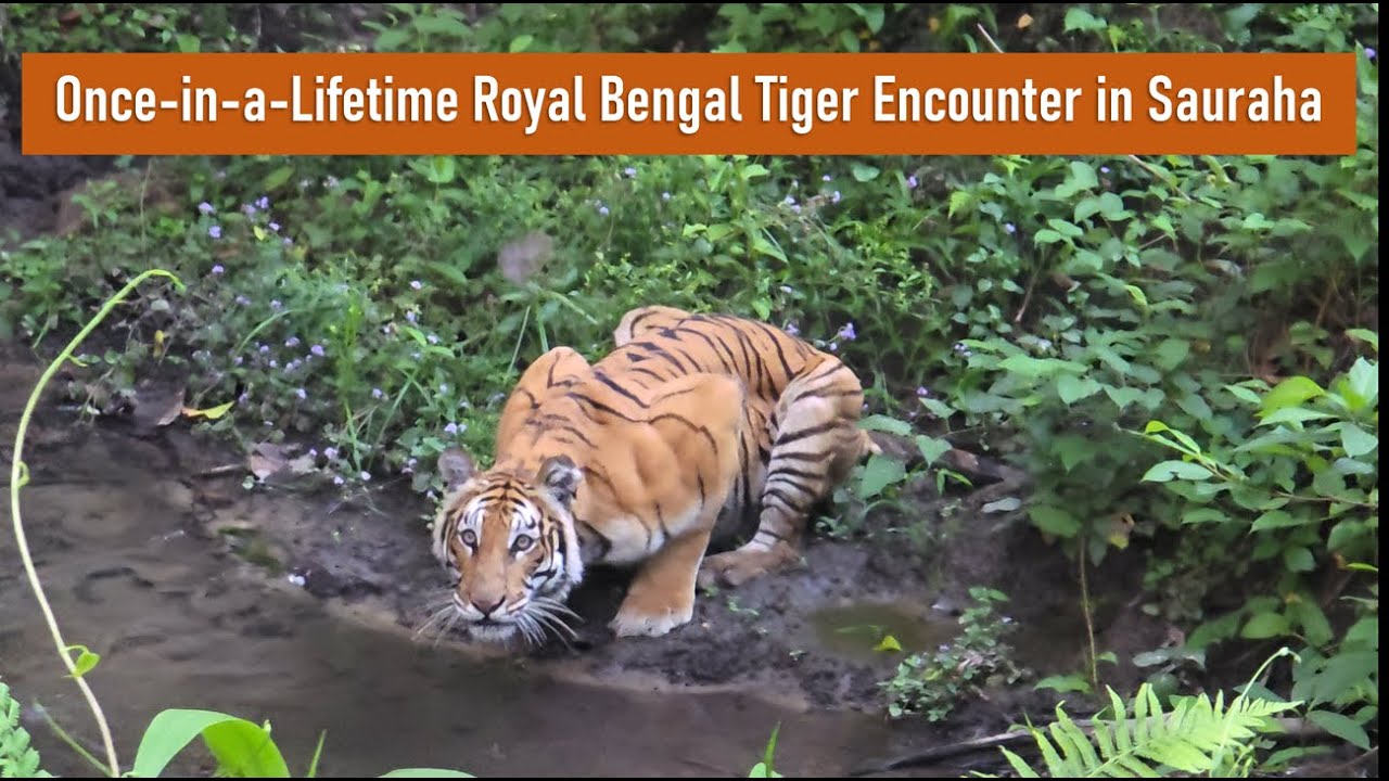 Chitwan National Park Safari || Once in a lifetime Encounter with Royal Bengal Tiger