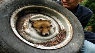 FOX CUB GETS HIS HEAD STUCK IN A CAR WHEEL