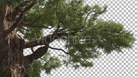 Western Juniper Old Tree Thick Bark Coniferous | Motion Graphics - Envato elements