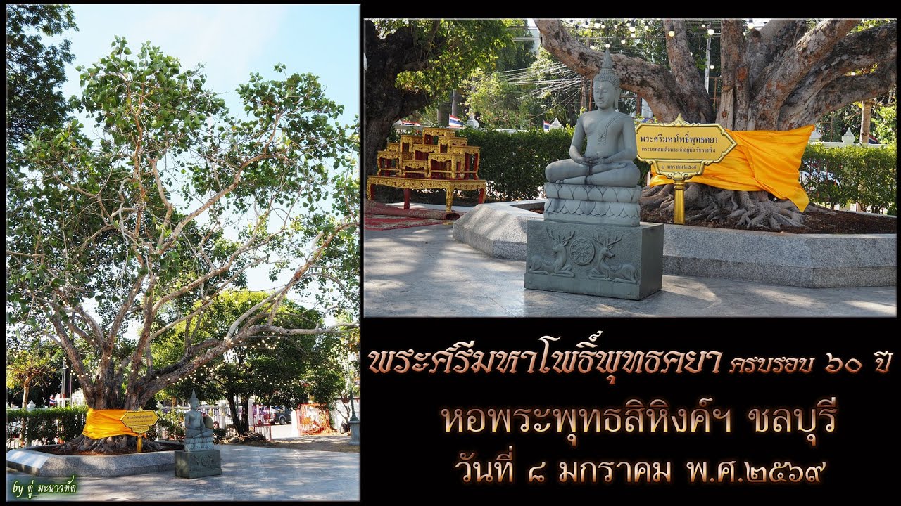 ครบรอบ ๖๐ ปี พระศรีมหาโพธิ์พุทธคยา หอพระพุทธสิหิงค์ฯ ชลบุรี  ในหลวง ร.๙ พระราชินี ทรงปลูก (๘ ม.ค.๐๙)