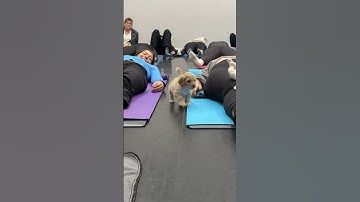One puppy nailed the chill vibes, the other’s running laps—classic yoga moods! Which one are you?