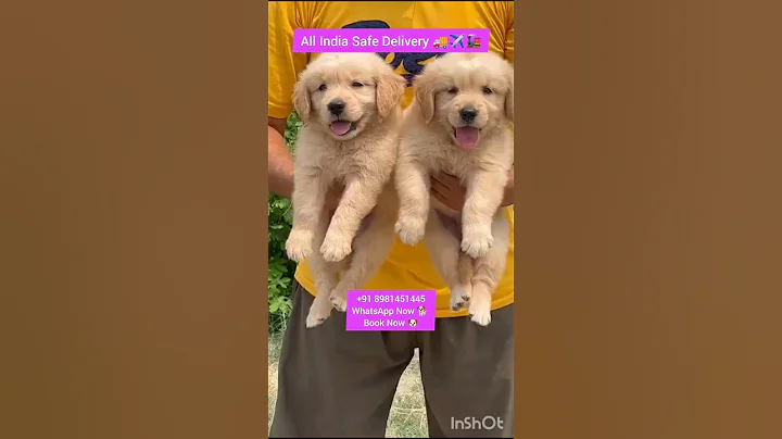 Video 5751691: british shorthair golden cat, british shorthair black cat, british shorthair golden female, dog british shorthair, golden pets, best pets